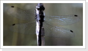 Schwarze Heidelibelle / Sympetrum danae Schwarze Heidelibelle / Sympetrum danae