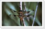 Vierfleck / Libellula quadrimaculata Vierfleck / Libellula quadrimaculata