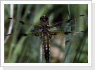 Vierfleck / Libellula quadrimaculata Vierfleck / Libellula quadrimaculata