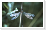 Weidenjungfer m / Lestes viridis Weidenjungfer m / Lestes viridis