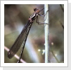 Weidenjungfer w / Lestes viridis Weidenjungfer w / Lestes viridis