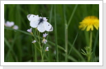 Aurorafalter Anthocharis cardamins Weibchen Aurorafalter Anthocharis cardamins Weibchen