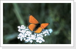 Grosser Feuerfalter Lycaena dispar Grosser Feuerfalter Lycaena dispar