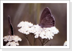 Brauner Waldvogel Aphantopus hyperantus Brauner Waldvogel Aphantopus hyperantus