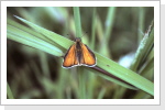 Braundickkopffalter Thymelicus sylvestris Braundickkopffalter Thymelicus sylvestris