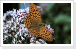 Kaisermantel Silberstrich Argynnis paphia