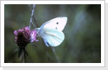 Kleiner Kohlweissling Pieris rapae Kleiner Kohlweissling Pieris rapae