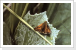 Kommadickkopffalter Hesperia comma Kommadickkopffalter Hesperia comma