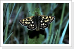Gelbwürfeliger Dickkopffalter Carterocephalus palaemon Gelbwürfeliger Dickkopffalter Carterocephalus palaemon