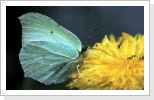 Zitronenfalter Gonepteryx rhamni Zitronenfalter Gonepteryx rhamni