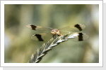 Gebänderte Heidelibelle/Sympetrum pedemontanum