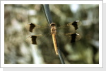 Gebänderte Heidelibelle/Sympetrum pedemontanum